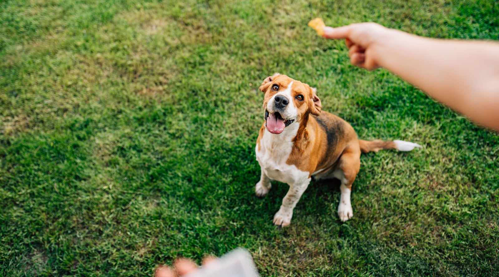 The Healthiest Dog Treats