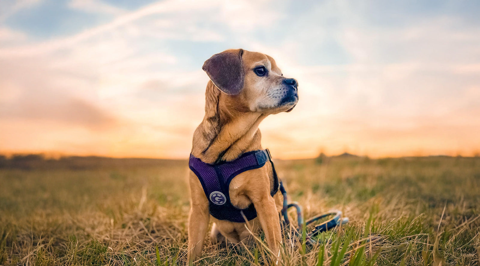 Riley in a field