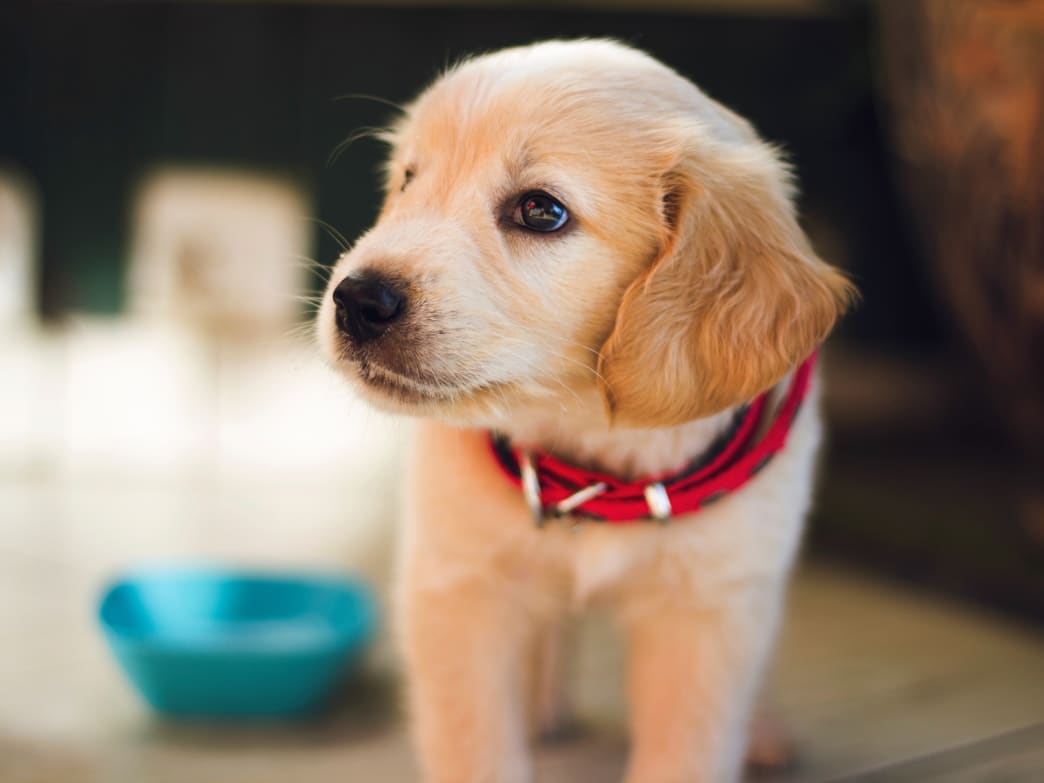 Why Owning a Pet is Good for the Whole Family