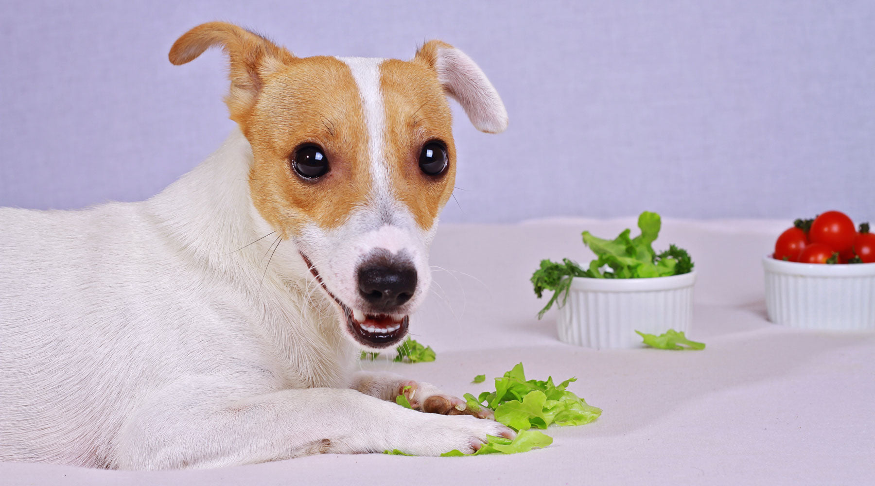 Healthy Living for Dogs: How To Find Dog Food for a Sensitive Stomach