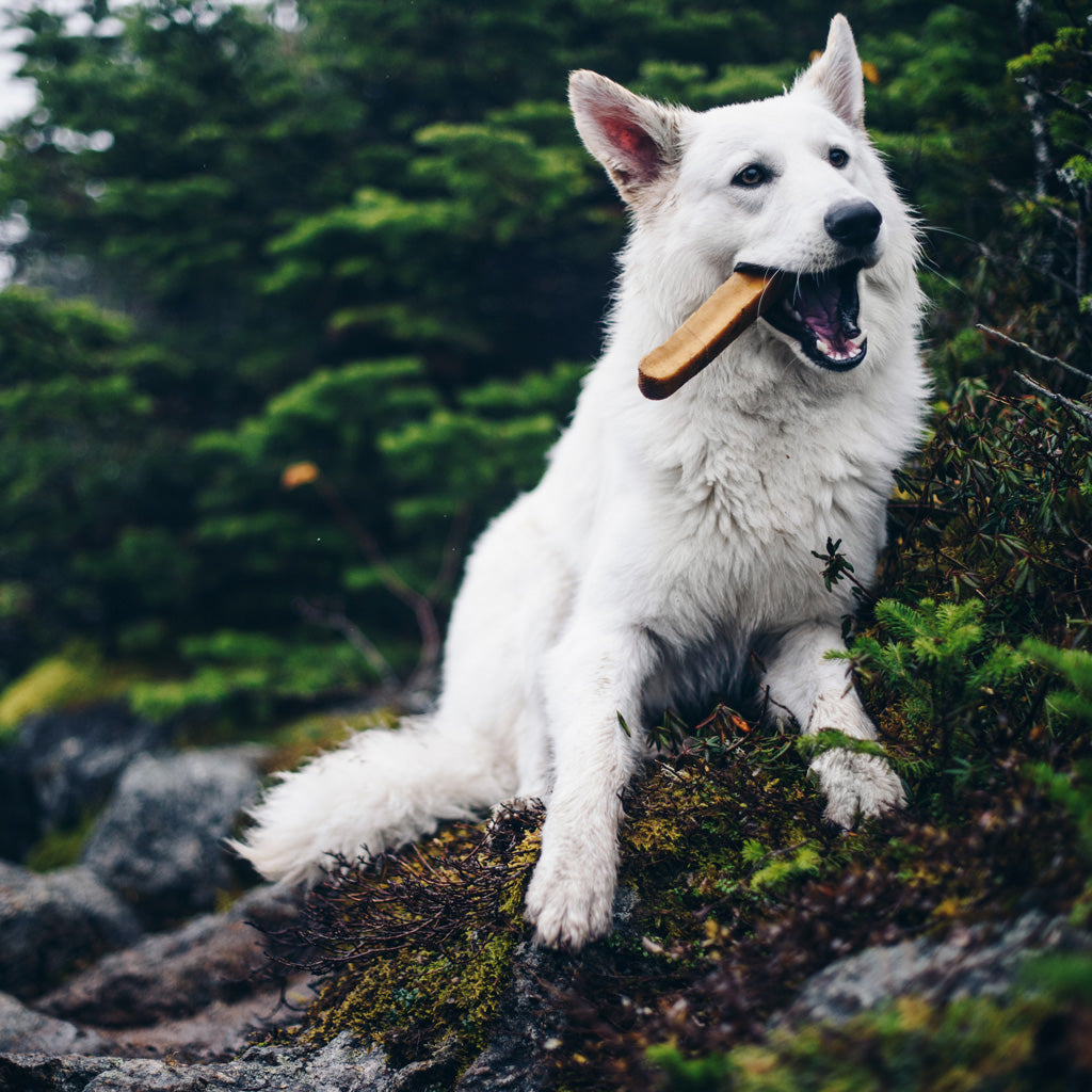 Summit Dog Chews
